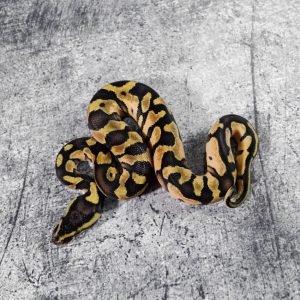 Pastel Enchi Gravel / YB 100% Het Pied