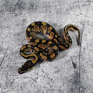 Red Gene / Enchi 100% Het Pied