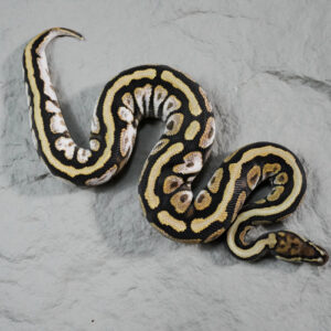 Spotnose Calico Mocha 100% Het Desert Ghost