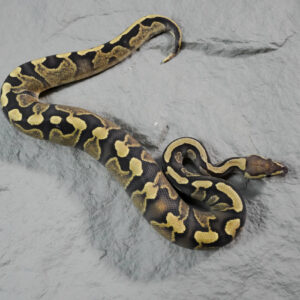 GHI Fire Gravel 100% DH Desert Ghost Pied