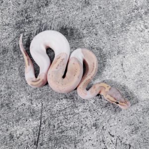 Mahogany Banana Leopard Pastel Pied