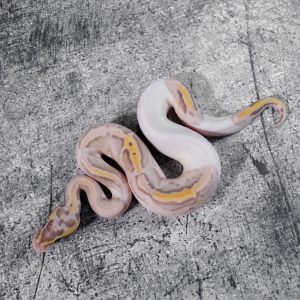 Mahogany Banana Leopard Pastel Pied