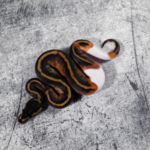 Mahogany Pied Poss Leopard