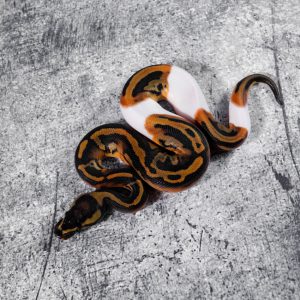 Leopard Pied