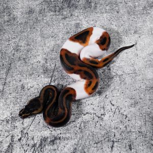 Mahogany Leopard Pied