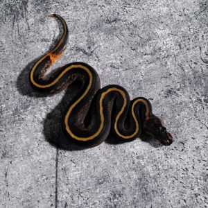 Stranger Copper YB 66% Het Pied
