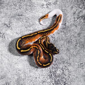 Stranger Copper YB  Pied