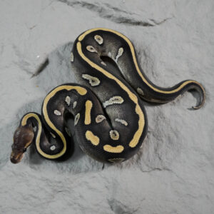 Chocolate Enchi Mojave 100% TPH Desert Ghost Hypo Pied