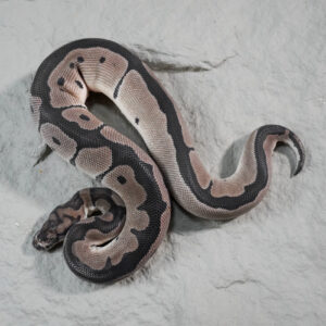 Blade VPI Axanthic Clown