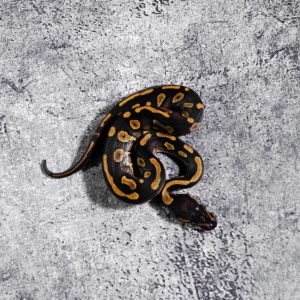 Black Head Red Gene Phantom  YB 100% Het Clown 66% Het Pied