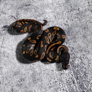 Black Head Red Gene YB 100% Het Clown 66% Het Pied