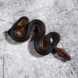 Black Head Red Gene Leopard Clown 66% Het Pied