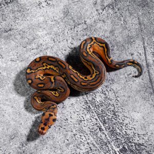 Black Head Red Gene Phantom YB Clown 66% Het Pied