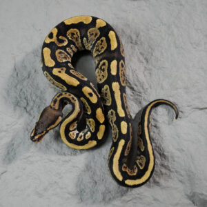 Dot Fire 100% Het Cryptic / Clown