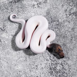 Black Head Red Gene Leopard Clown Pied