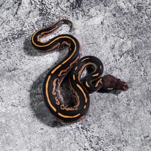 Black Head Red Gene Black Pastel Leopard Disco / Fire 100% DH Monarch Clown Poss Phantom (Barnhart Line)