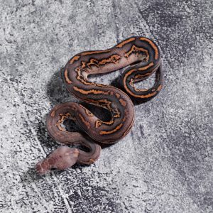 Black Head Red Gene Black Pastel Leopard Phantom Disco / Fire Clown 100% Het Monarch  (Barnhart Line)