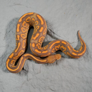 Black Pastel Spotnose YB Ultramel