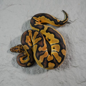 Clown 100% Het Desert Ghost