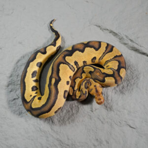 Fire Clown 100% Het Desert Ghost