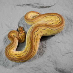 Bongo Black Head Phantom Enchi YB Disco / Fire Clown