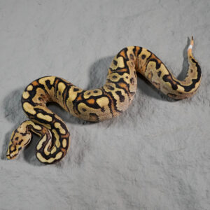 Dot Spotnose Fire Calico YB 100% Het Cryptic / Clown