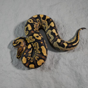 Dot Fire YB Crypton Poss Calico