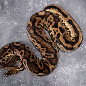 OD YB Leopard Pastel (Proven 6 Eggs)