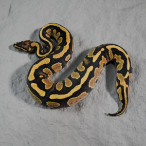 Stranger Fire 100% DH Monarch Clown