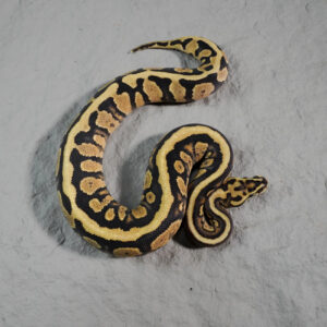 Stranger Spotnose  Fire 100% DH Monarch Clown