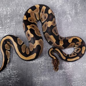 Leopard 100% Het Lavender 50% Het Pied (120 /24)