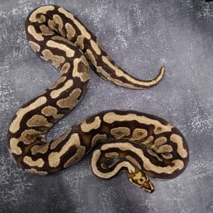 Fire Spotnose YB