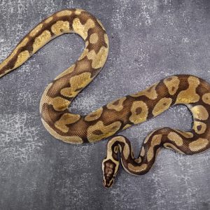 Disco Pastel Enchi 100% Het Desert Ghost (Proven 6 Eggs)