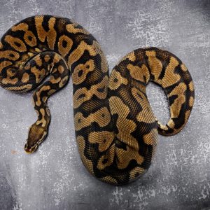 Pastel YB (2) (Proven 15 Eggs)