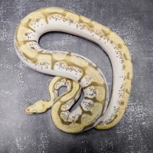 Pastel  Spider Calico Ghost (Proven 6 Eggs)