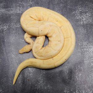 CG Enchi  Leopard Spider 100% Het Clown (Proven 7 Eggs)