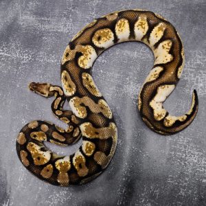 Pastel Calico 100% Het Desert Ghost (2)