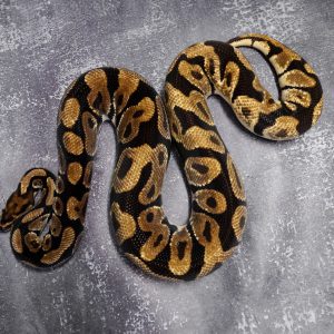 OD Spotnose (Proven 7 Eggs)