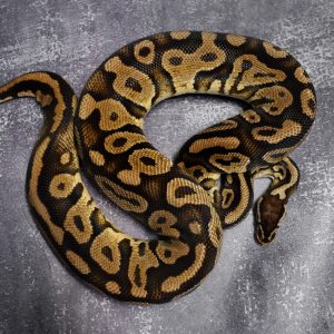 Gravel Pastel 100% Het Pied (Proven 11 Eggs)