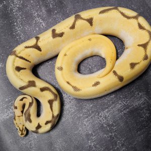 Super OD Bee Fire Poss YB (HI) (Proven 6 Eggs)