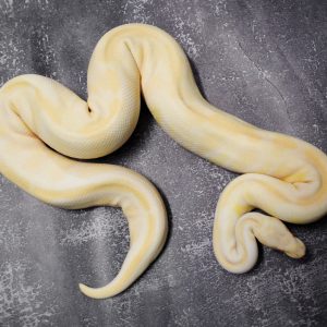 Albino Mystic  (Proven 7 Eggs)