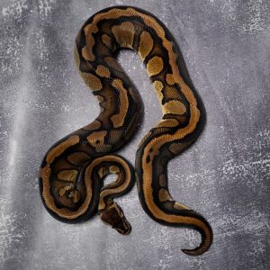 OD Red  Stripe Pastel 100% Het Pied (Proven 6 Eggs)