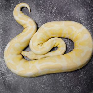 Albino GHI (Proven 7 Eggs)