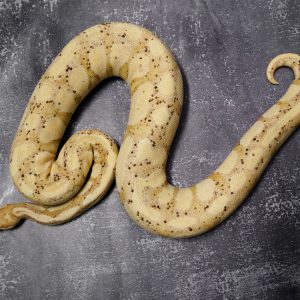 Banana Specter  (2) (Proven 7 Eggs)