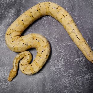 Banana Specter or YB (1) (Proven 7 Eggs)
