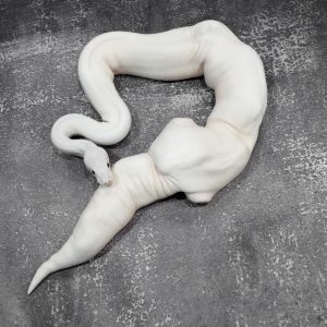 Ivory Poss Shatter Bamboo Calico (Kink)