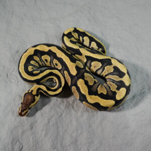 Fire Cryptic 100% Het Desert Ghost