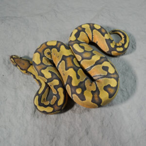 Enchi Hypo 100% Het Clown