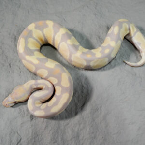 Candy / Candino 100% Het Pied