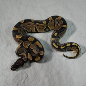 Hurricane 100% Het Desert Ghost